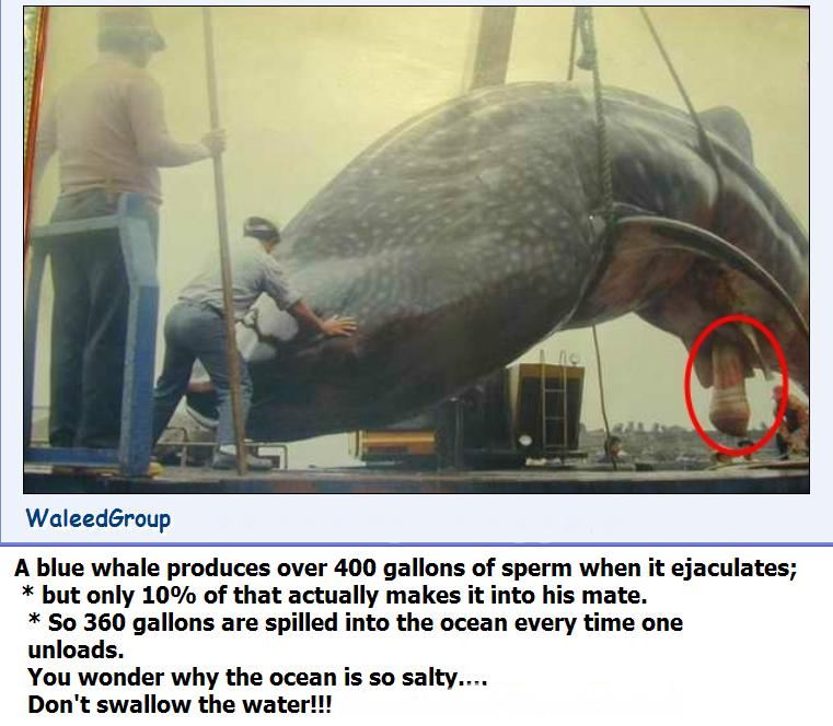 bigdick.jpg