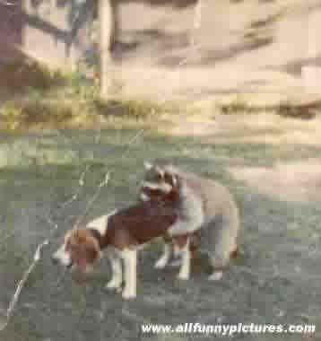 worsthuntingdog.jpg